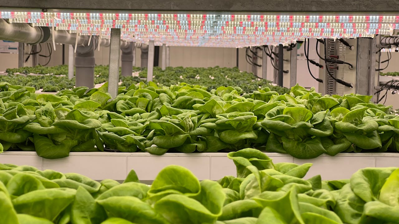 Home Vibrant green lettuce growing in a high-tech hydroponic greenhouse with LED lighting.