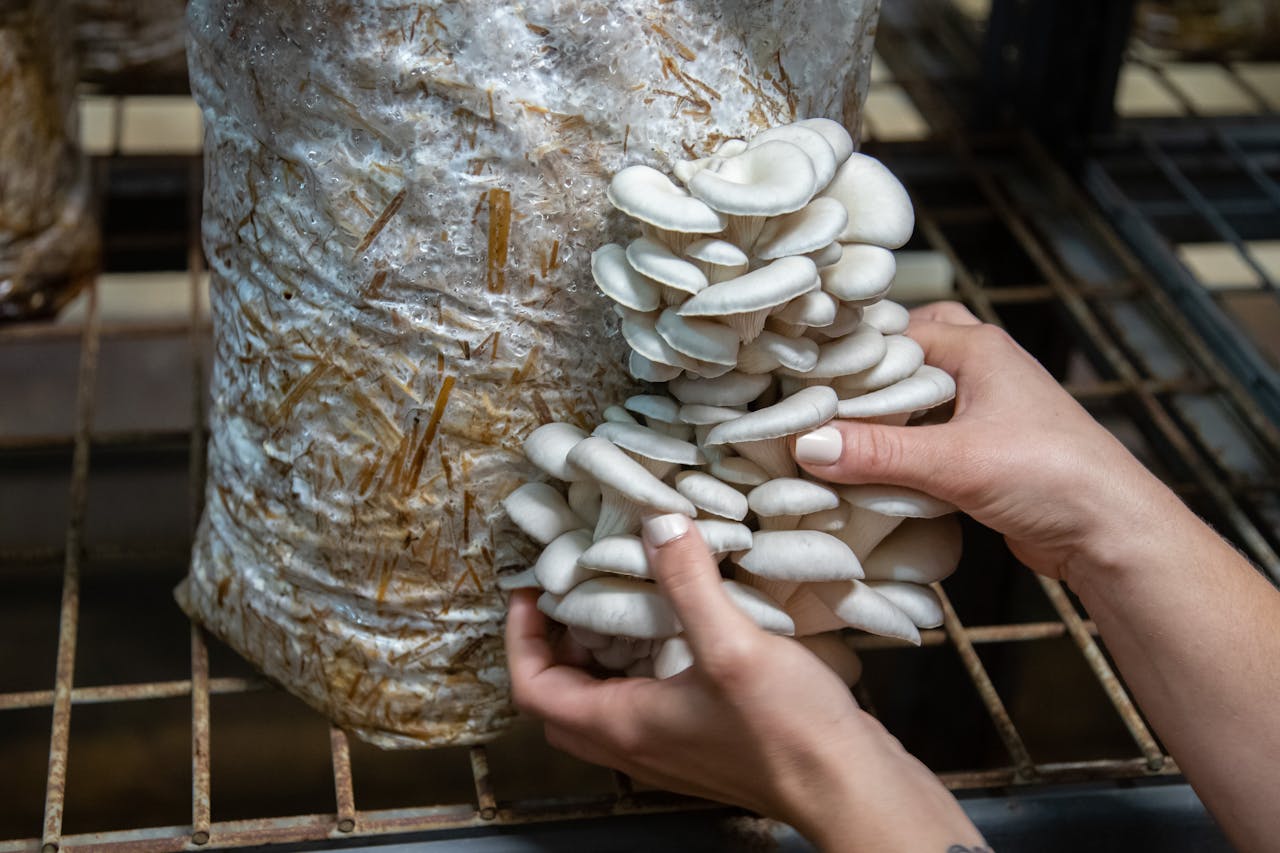 Offerings Close-up of hands harvesting oyster mushrooms from a substrate in an indoor farm.