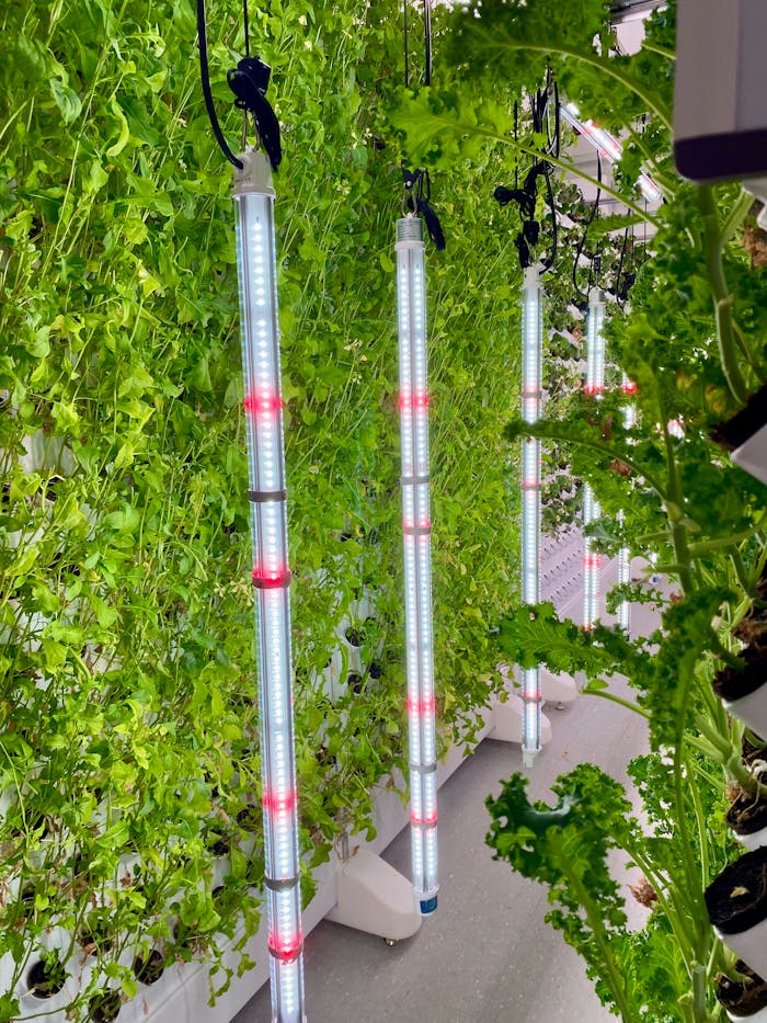 Luxuriant green plants in a vertical hydroponic system illuminated by LED lights indoors.