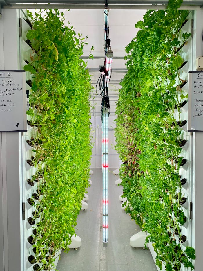 Home Vertical hydroponics system with lush greens and LED lights.