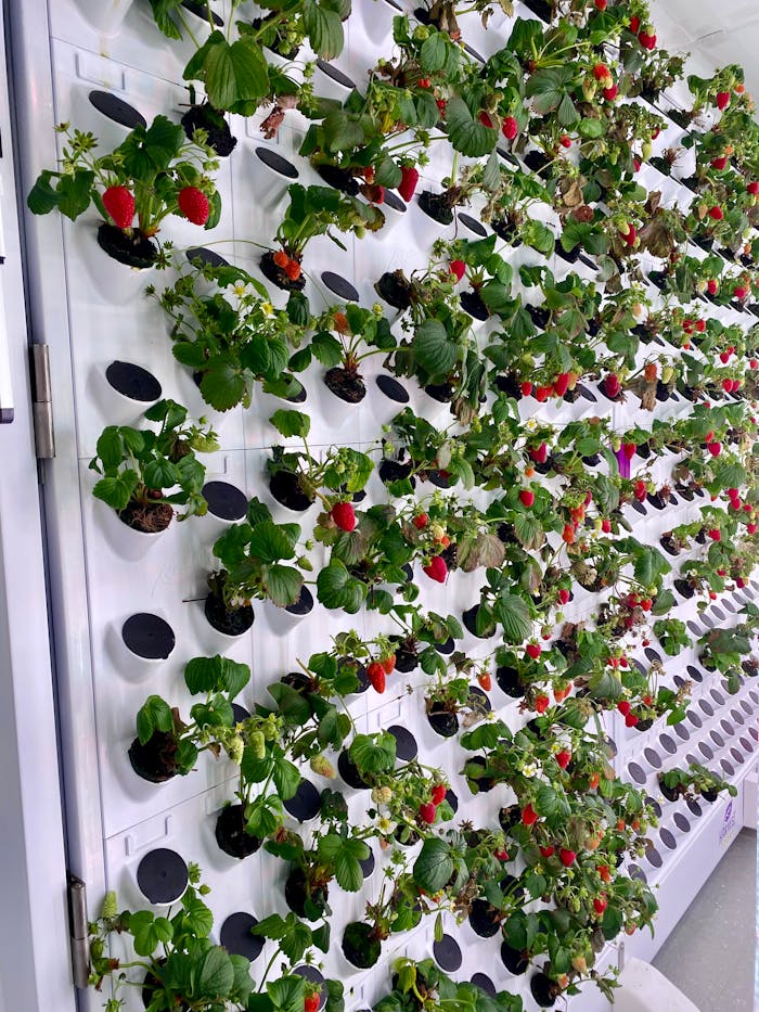 Home A modern vertical garden growing strawberries using a hydroponic system indoors.
