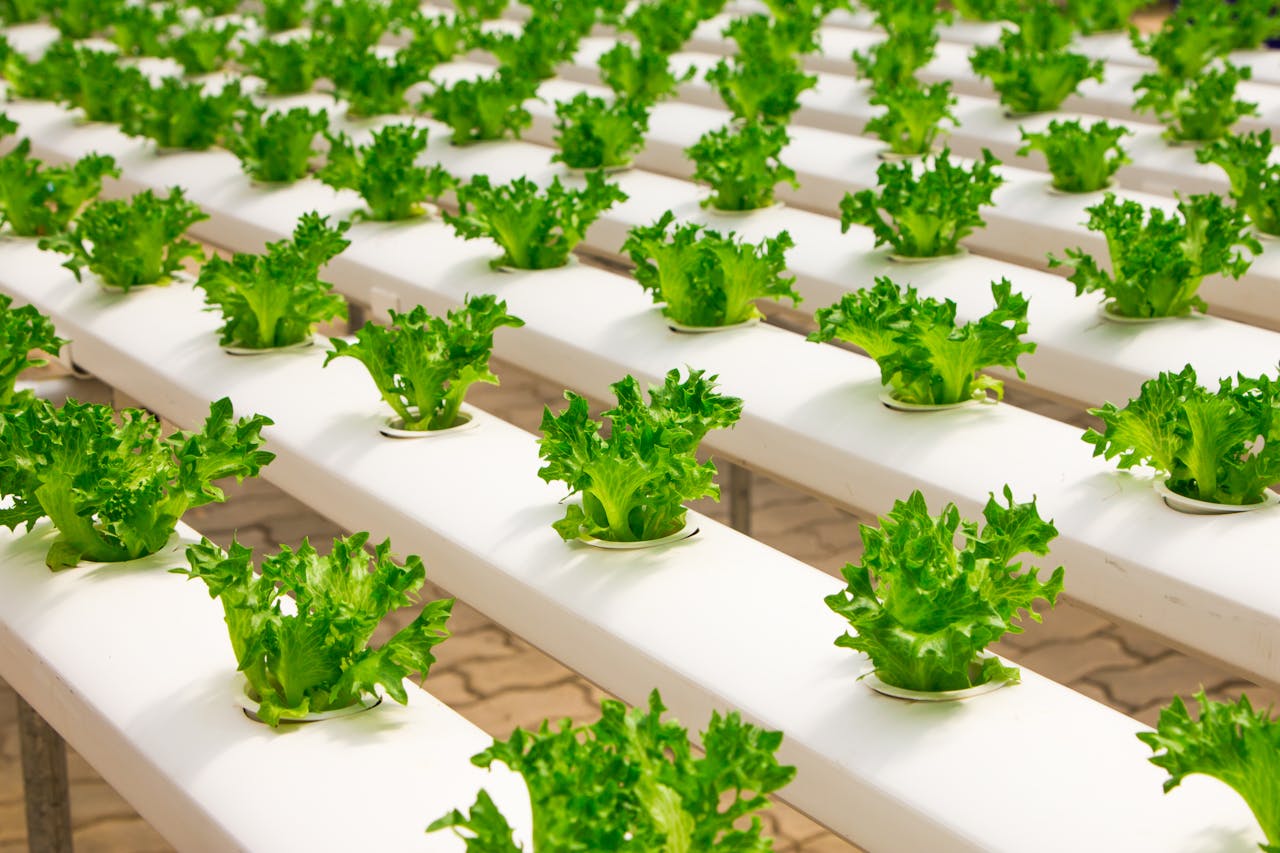 Home Fresh hydroponic lettuce plants growing in an indoor farm setup, showcasing modern agriculture.