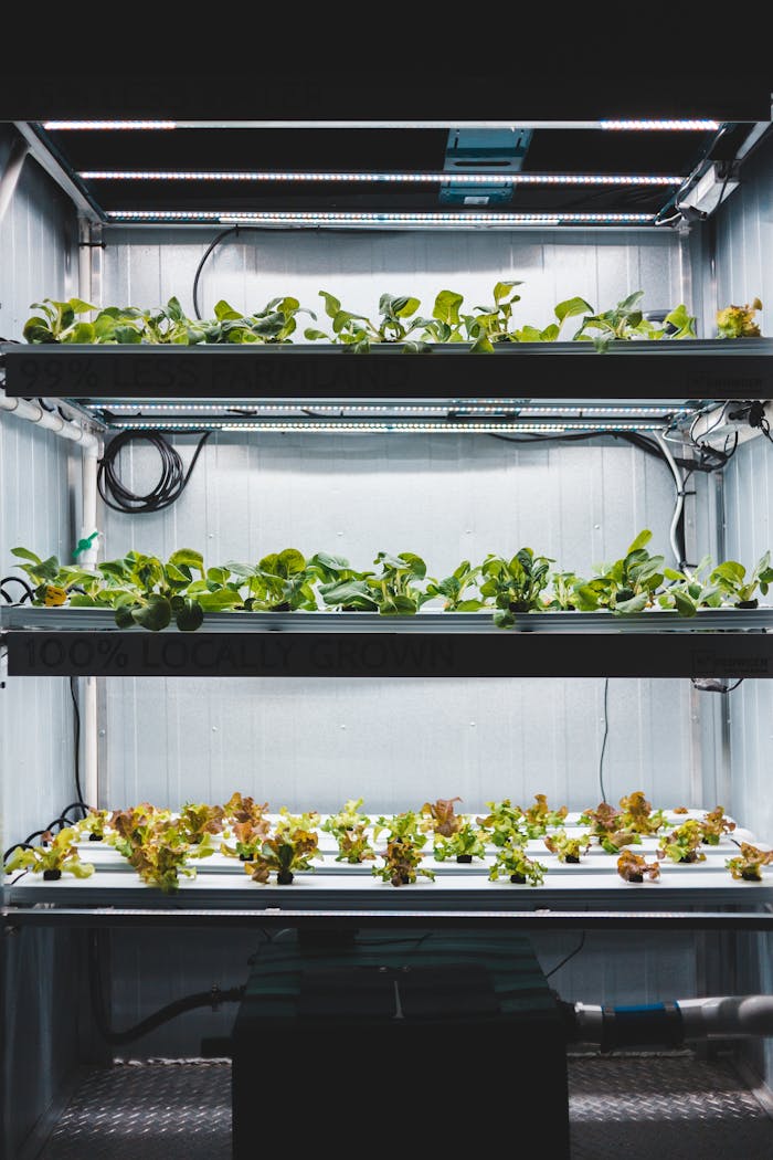 gallery-04 High-tech indoor hydroponic system for growing fresh vegetables with LED lighting.