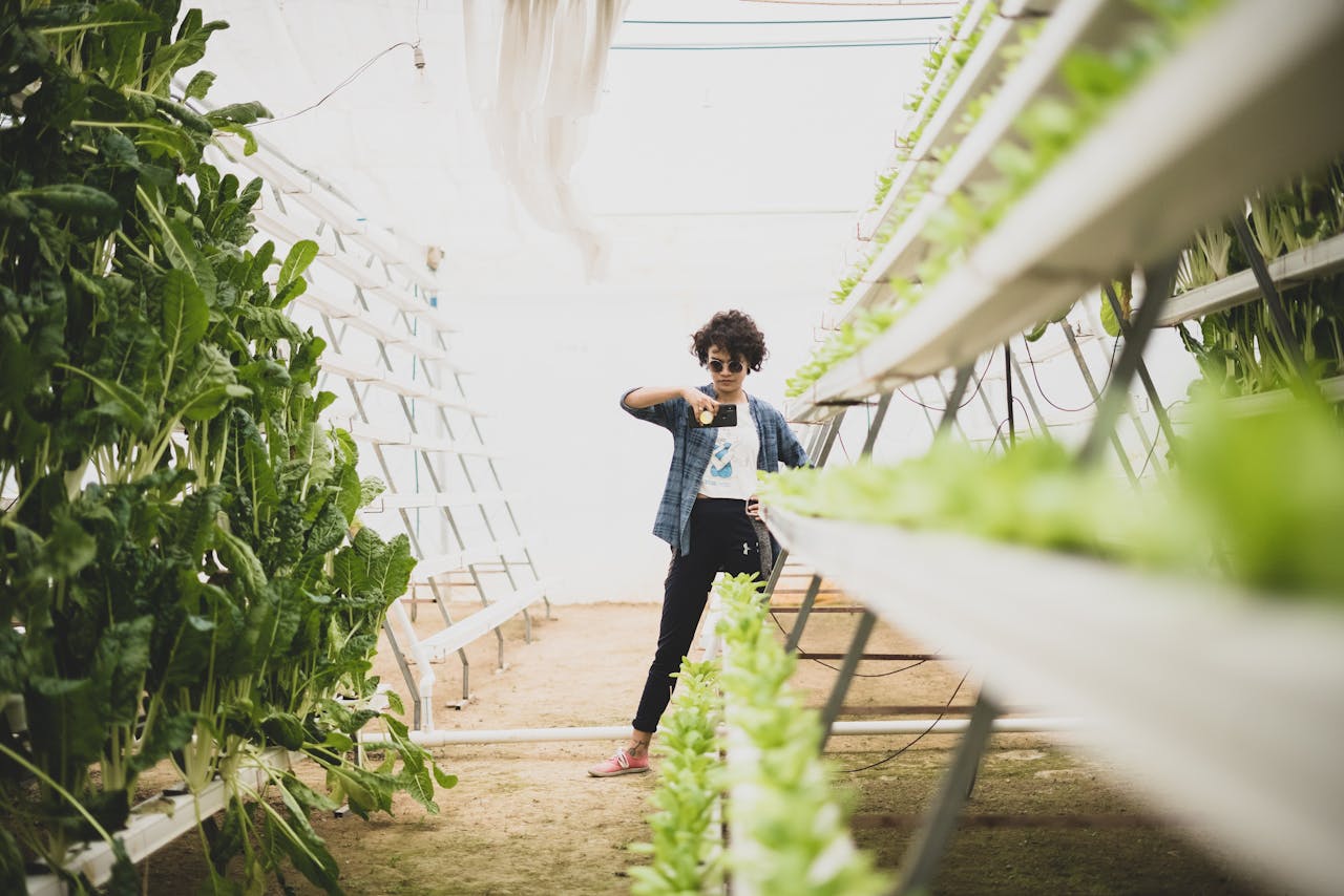 Home Woman taking photo of hydroponic plants in greenhouse.