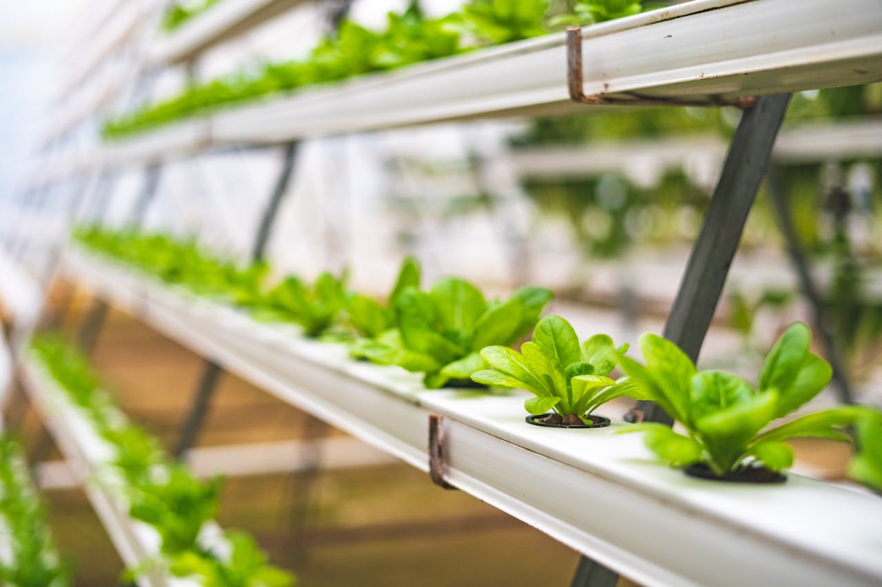 Home Close-up of hydroponic lettuce plants growing in a greenhouse setting in India.