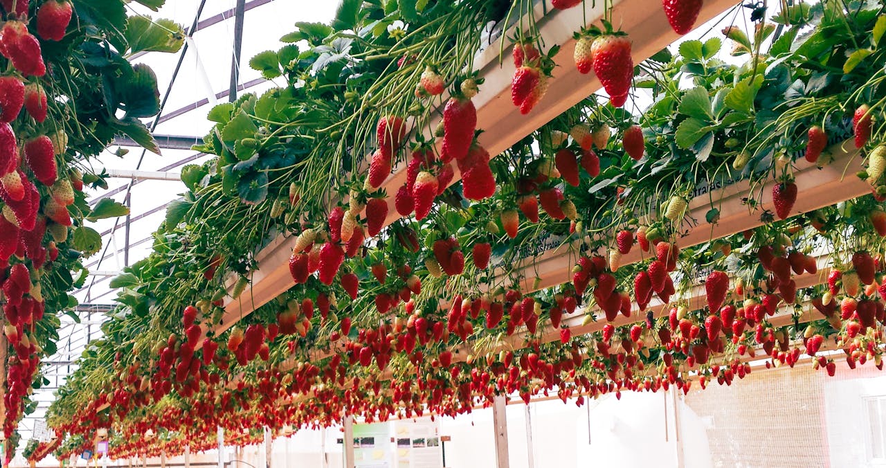 Home Abundant strawberries growing indoors in a modern greenhouse setup.